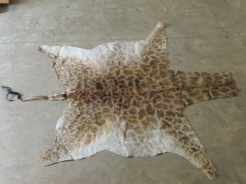 Small Authentic African Giraffe Hide Rug - Hand-Selected Statement Piece - $1600 (Adult Signature Required)