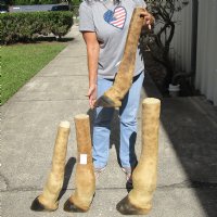Wholesale Giraffe foot mount 24 inches to 30 inches long, commercial grade - $70.00 each (Visible stitching on the backs and some may not stand without support)