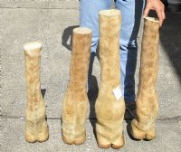 Wholesale Giraffe foot mount 24 inches to 30 inches long, commercial grade - $70.00 each (Visible stitching on the backs and some may not stand without support)