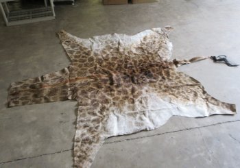 Small Authentic African Giraffe Hide Rug - Hand-Selected Statement Piece - $1600 (Adult Signature Required)
