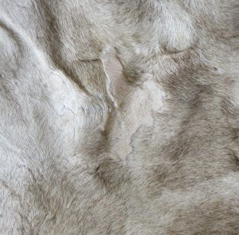 Small Authentic African Giraffe Hide Rug - Hand-Selected Statement Piece - $1600 (Adult Signature Required)