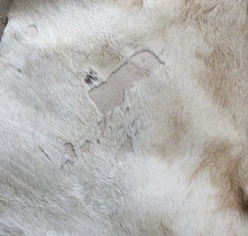 Small Authentic African Giraffe Hide Rug - Hand-Selected Statement Piece - $1600 (Adult Signature Required)