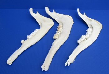 Wholesale African Giraffe Lower Jaw Bone (one side) 15 to 18 inches long - $45 each; 3 pcs @ $40 each