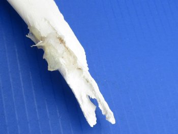 Wholesale African Giraffe Lower Jaw Bone (one side) 15 to 18 inches long - $45 each; 3 pcs @ $40 each