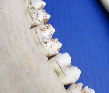 Wholesale African Giraffe Lower Jaw Bone (one side) 15 to 18 inches long - $45 each; 3 pcs @ $40 each