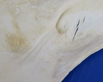 Wholesale African Giraffe Lower Jaw Bone (one side) 15 to 18 inches long - $45 each; 3 pcs @ $40 each