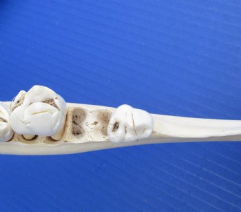 Wholesale African Giraffe Lower Jaw Bone (one side) 15 to 18 inches long - $45 each; 3 pcs @ $40 each