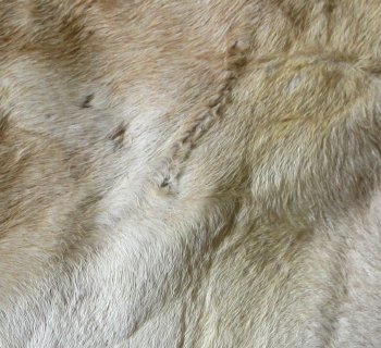 Small Authentic African Giraffe Hide Rug - Hand-Selected Statement Piece - $1600 (Adult Signature Required)