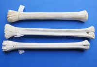 Wholesale African Giraffe Bone from Lower Leg for Making Knife Handles 20 to 23 inches long (You will receive one similar to the one shown) $65.00 each