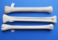 Wholesale African Giraffe Bone from Lower Leg for Making Knife Handles 20 to 22 inches long $100.00 each