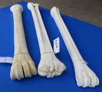 Wholesale African giraffe leg bone (metacarpal & metatarsal) 26-28 inches - $145 each; 3 pcs @ $130 each (Signature required)