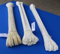 Wholesale African Giraffe Bone from Lower Leg for Making Knife Handles 20 to 22 inches long $100.00 each