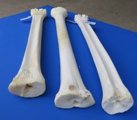 Wholesale African Giraffe Bone from Lower Leg for Making Knife Handles 20 to 22 inches long $100.00 each