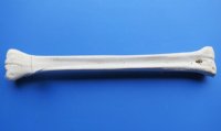Wholesale African Giraffe Bone from Lower Leg for Making Knife Handles 20 to 22 inches long $100.00 each