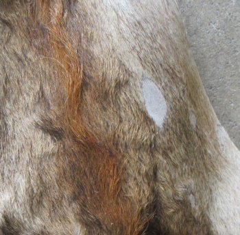 Small Authentic African Giraffe Hide Rug - Hand-Selected Statement Piece - $1600 (Adult Signature Required)