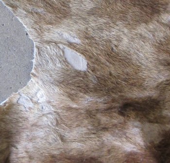 Small Authentic African Giraffe Hide Rug - Hand-Selected Statement Piece - $1600 (Adult Signature Required)
