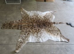 Small Authentic African Giraffe Hide Rug - Hand-Selected Statement Piece - $1600 (Adult Signature Required)