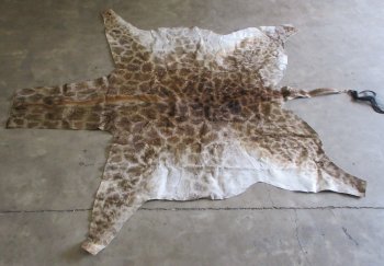 Small Authentic African Giraffe Hide Rug - Hand-Selected Statement Piece - $1600 (Adult Signature Required)