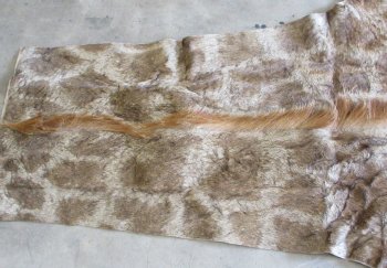 Small Authentic African Giraffe Hide Rug - Hand-Selected Statement Piece - $1600 (Adult Signature Required)