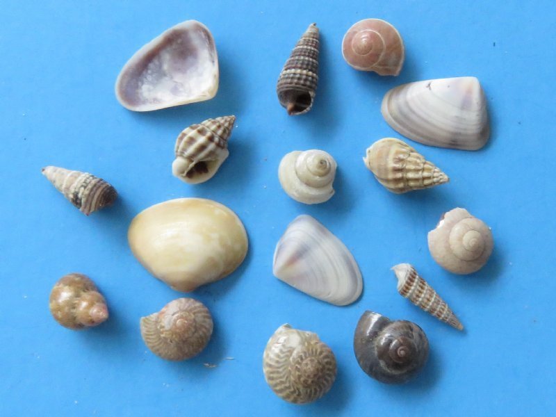 Wholesale case of 10 gallons small bulk mixed seashells for crafts