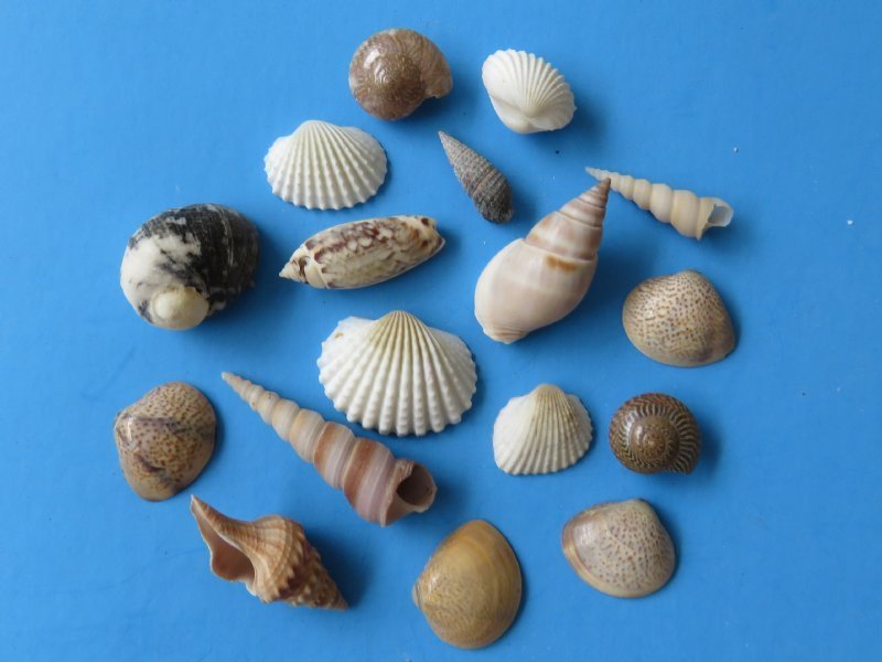 Wholesale Indian assorted small seashells, 1/2'' - 1-1/2'' - $8.80/gallon