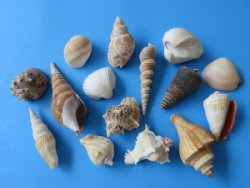 Wholesale case of large mixed shells from India - Case of 10 gallons @ $6.50 a gallon  