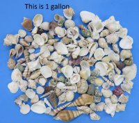 Wholesale large India mixed shells for shell craft - $7.25 a gallon 