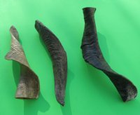 Wholesale Goat Horns - 8 inches to 12 inches - 5 pcs @ $4.50 each; 25 pcs @ $4.00 each