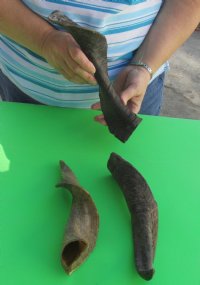 Wholesale Goat Horns - 8 inches to 12 inches - 5 pcs @ $4.50 each; 25 pcs @ $4.00 each