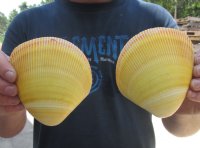 Wholesale Yellow Giant Pacific Cockle shell pairs 4" to 4-3/4" - 6 pcs @ $1.95 pair;  24 pcs @ $1.75 pair 
