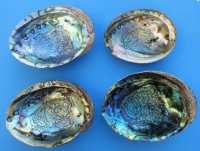 Wholesale Green Abalone Shells, 6 inches  to 6-1/2 inches - 2 pcs @ $8.50 each; 18 pcs @ $7.65 each