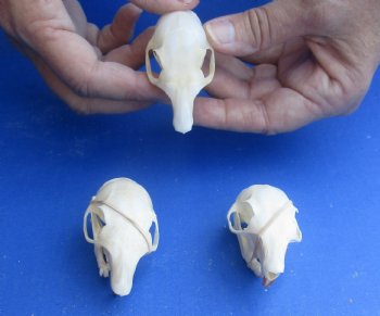 Wholesale North American Gray Squirrel Skull 2 inch to 2-1/2 inch - 2 pcs @ $16.00; 5 pcs @ $14.00 each