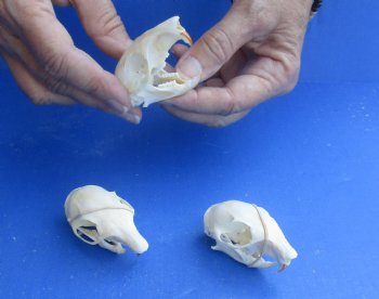 Wholesale North American Gray Squirrel Skull 2 inch to 2-1/2 inch - 2 pcs @ $16.00; 5 pcs @ $14.00 each