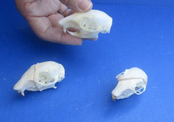 Wholesale North American Gray Squirrel Skull 2 inch to 2-1/2 inch - 2 pcs @ $16.00; 5 pcs @ $14.00 each