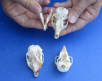 Wholesale North American Gray Squirrel Skull 2 inch to 2-1/2 inch - 2 pcs @ $16.00; 5 pcs @ $14.00 each