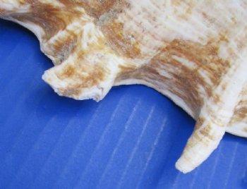 10 to 12-7/8 inches Large Giant Spider Conch Shells Wholesale -  2 pcs @ $9.00 ea; 6 pcs @ $8.10 each