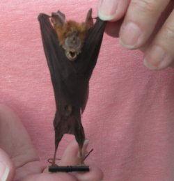 Mummified hanging Bicolored leaf-nosed bat (hipposideros bicolor) measuring 3-3/4 inches up to 4-3/4 inches - $32.00 each; 4 or more @ $28.00 each