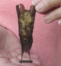 Wholesale Mummified hanging Madurai leaf-nosed bat - 3-3/4 inches up to 4-1/2 inches - $16 