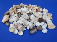 Wholesale Haitian Large mixed shells. 1 to 4 inch in size - $10.50/Gallon