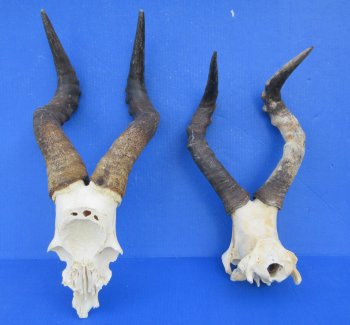 B-Grade Red hartebeest skull plate and horns - $29 each