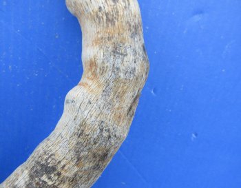 B-Grade Red hartebeest skull plate and horns - $29 each