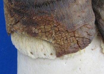 B-Grade Red hartebeest skull plate and horns - $29 each