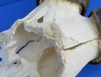 B-Grade Red hartebeest skull plate and horns - $29 each