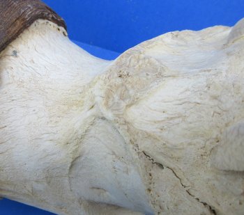 B-Grade Red hartebeest skull plate and horns - $29 each