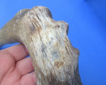 B-Grade Red hartebeest skull plate and horns - $29 each