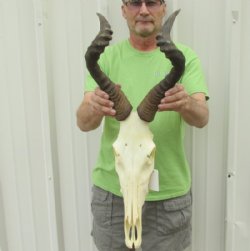 Wholesale red hartebeest skulls and horns - $110 each