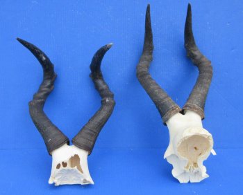 Wholesale Female Red Hartebeest Skull Plate with horns (Alcelaphus buselaphus) - $45 each