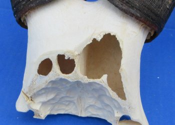 Wholesale Female Red Hartebeest Skull Plate with horns (Alcelaphus buselaphus) - $45 each