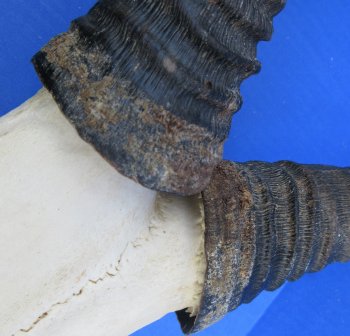 Wholesale Female Red Hartebeest Skull Plate with horns (Alcelaphus buselaphus) - $45 each