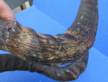 B-Grade Red hartebeest skull plate and horns - $29 each